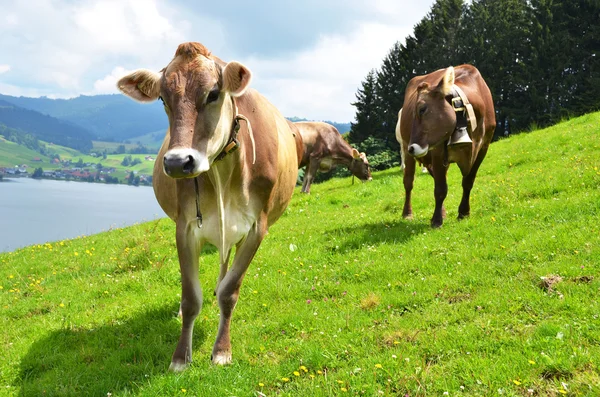 Swiss koeien op alpine weide — Stockfoto