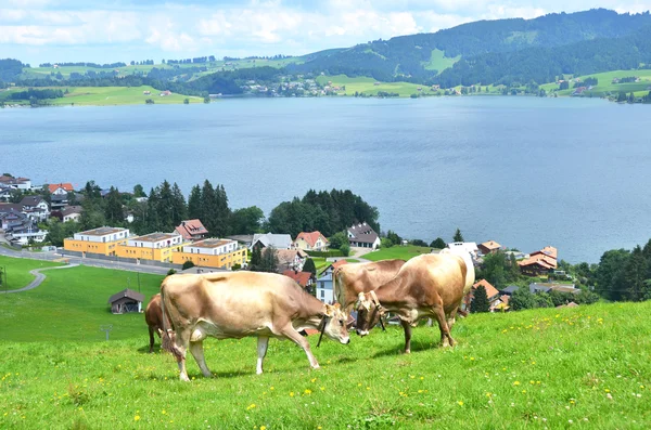Vaches suisses sur prairie alpine — Photo