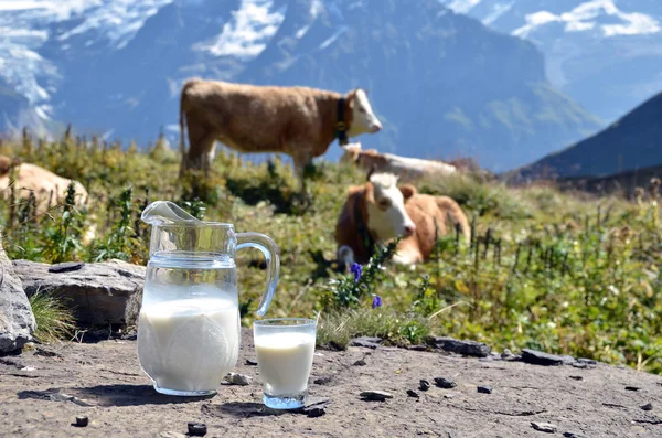 Jug of milk against herd of cows. Switzerland — Stock Photo, Image