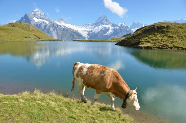 Mucche in un prato alpino. Regione di Jungfrau, Svizzera — Foto Stock