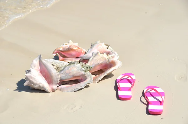 Concha marina y chanclas en la playa de arena —  Fotos de Stock