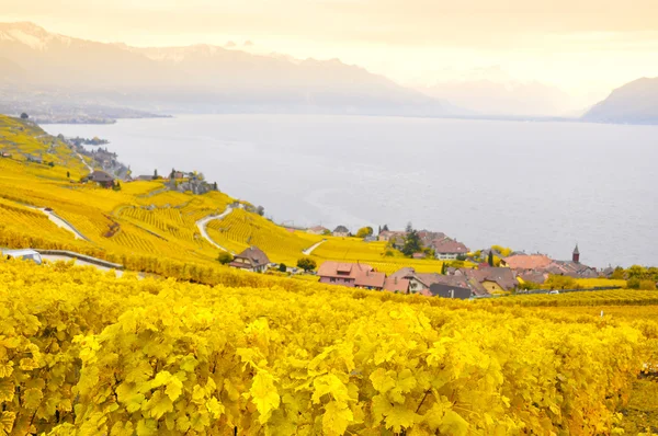 Weinberge in der Region Lavaux, Schweiz — Stockfoto
