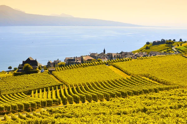 Vinice lavaux, Švýcarsko — Stock fotografie