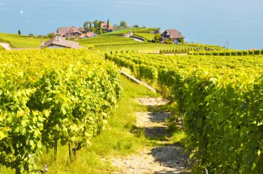 üzüm bağları lavaux karşı Cenevre Gölü, İsviçre
