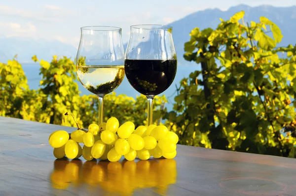 Du vin et des raisins. Région de Lavaux, Suisse — Photo