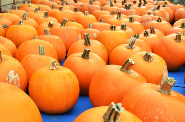 Pumpkins — Stock Photo, Image