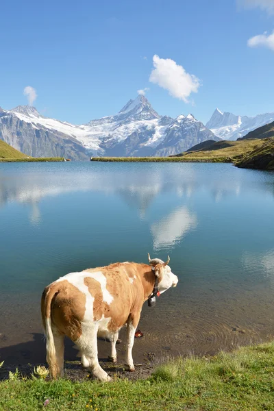 Kráva v alpské louky. region Jungfrau, Švýcarsko — Stock fotografie