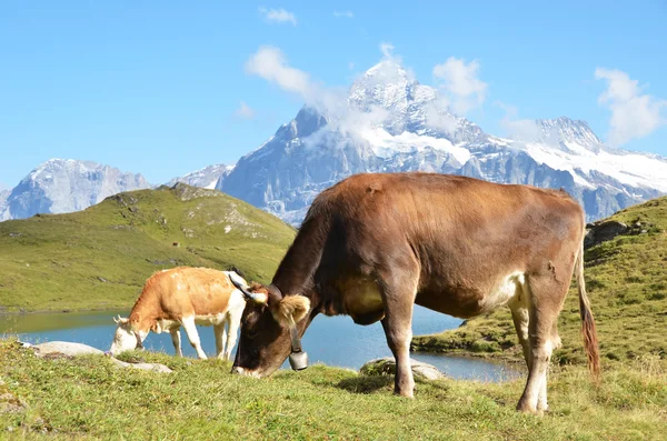 Ko i en alpin äng. Jungfrau-regionen, Schweiz — Stockfoto