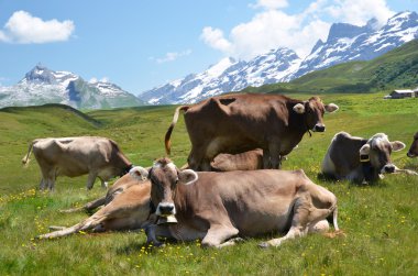 Alpin çayır inek. melchsee-frutt, İsviçre