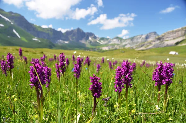 Alpina äng. melchsee-frutt, Schweiz — Stockfoto