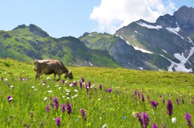 Alp çayırındaki inek. Melchsee-Frutt, İsviçre