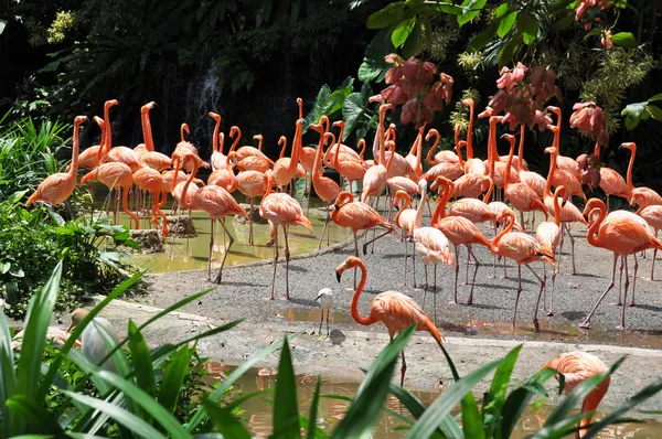 Карибские фламинго — стоковое фото
