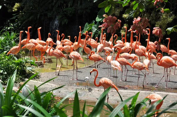 Karayip flamingolar