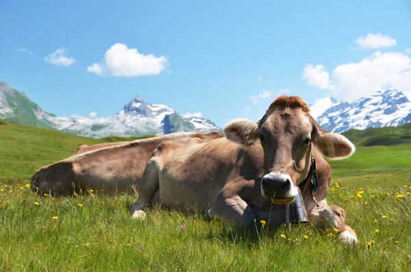 Koeien in een alpiene weide. Melchsee-frutt, Zwitserland — Stockfoto