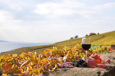 lavaux bölgesinde, swit Teras bağ üzerinde kırmızı şarap