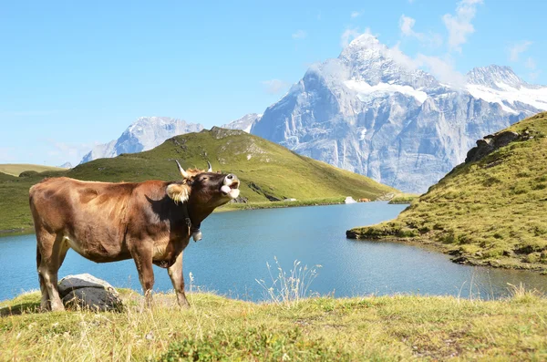 アルプスの牧草地で牛します。ユングフラウ地域、スイス — ストック写真