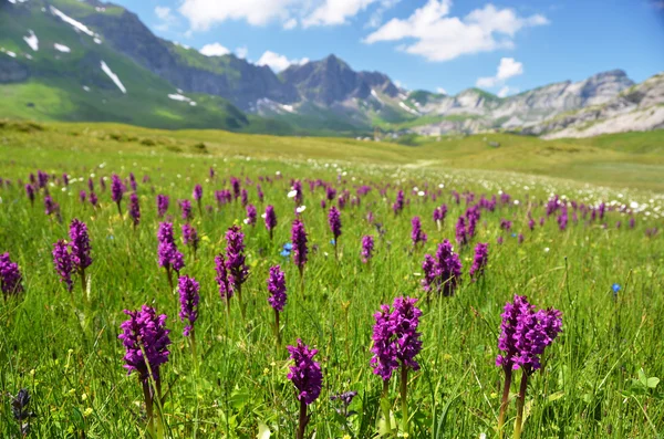 Orquídeas selvagens em um prado alpino. Melchsee-Frutt, Suíça — Fotografia de Stock
