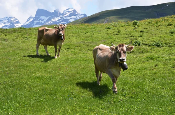 Vacas num prado alpino. Melchsee-Frutt, Suíça — Fotografia de Stock