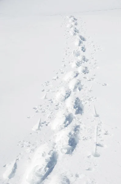 雪地上的脚印 — 图库照片