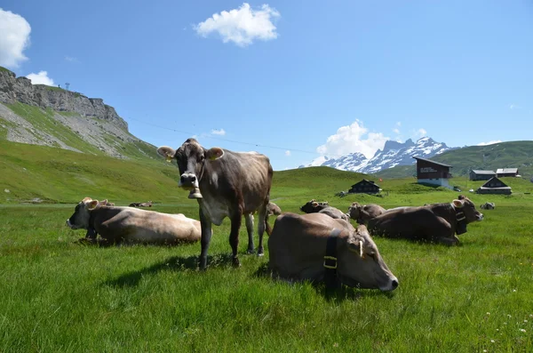 Мелхси-Фратт. Швейцария — стоковое фото