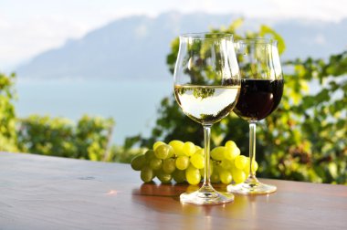 şarap ve üzüm. Lavaux bölge, İsviçre