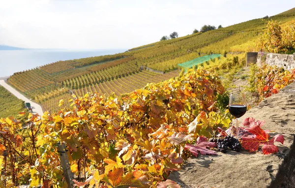 Copo de vinho tinto na vinha do terraço na região de Lavaux, Suíça — Fotografia de Stock