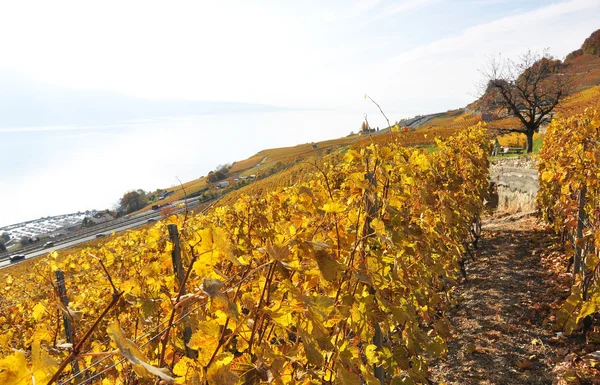 Vinice lavaux, Švýcarsko — Stock fotografie