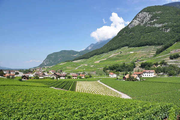 Vineyard, Switzerland — Stock Photo, Image