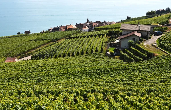 针对瑞士日内瓦湖的熔丝的葡萄园 — 图库照片