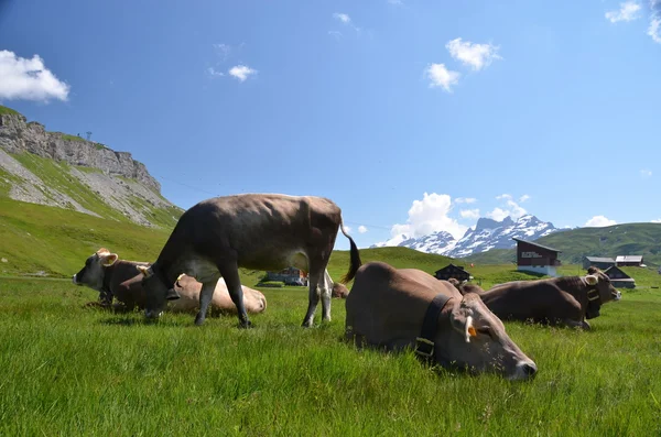 Melchsee-frutt. Szwajcaria — Zdjęcie stockowe