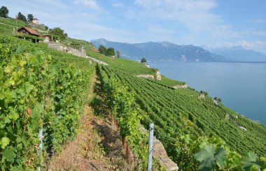 üzüm bağları lavaux karşı Cenevre Gölü, İsviçre