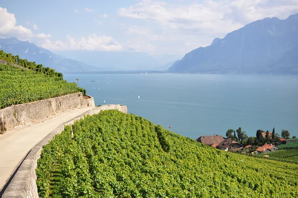 Slavné vinice v regionu lavaux proti Ženevské jezero. šv — Stock fotografie