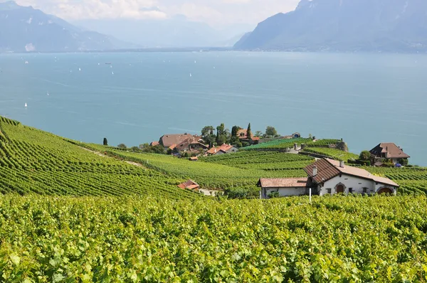 Famosos viñedos en la región de Lavaux contra el lago de Ginebra. Suécia —  Fotos de Stock