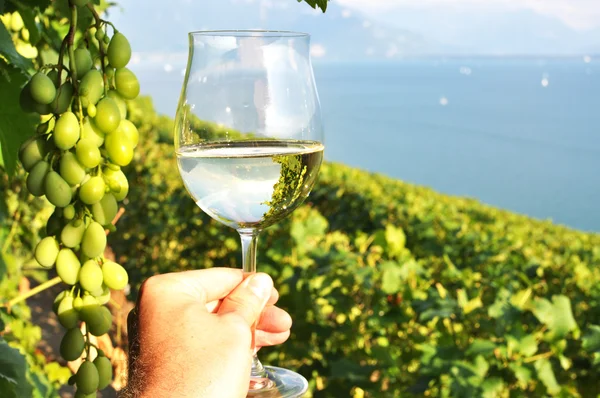 Şarap ve üzüm. Lavaux bölge, İsviçre — Stok fotoğraf