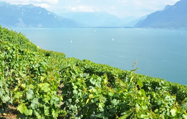 Famous vineyards in Lavaux region against Geneva lake. Switzerla — Stock Photo, Image