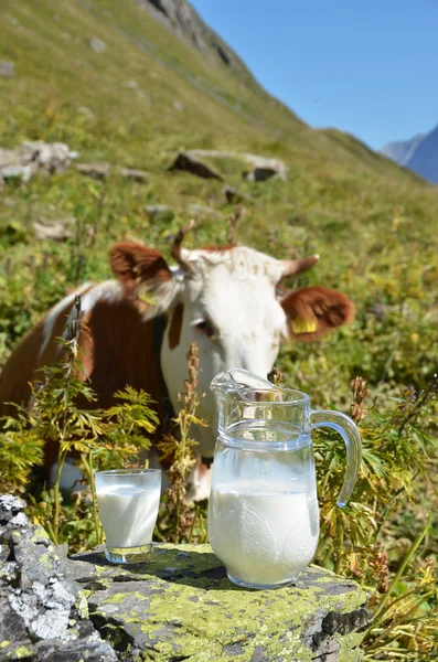 Jarra de leche contra manada de vacas. Región de Jungfrau, Suiza —  Fotos de Stock