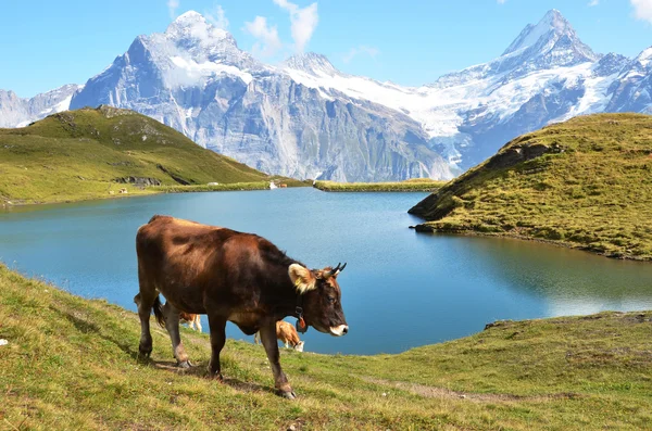 牛在高寒草甸中。瑞士少女峰地区 — 图库照片
