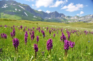 yabani orkide Alpin çayır içinde. melchsee-frutt, İsviçre