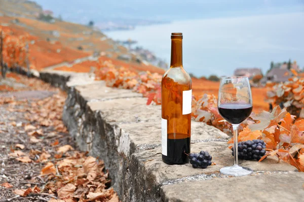 Vin och druvor mot Genèvesjön. Lavaux regionen, Schweiz — Stockfoto