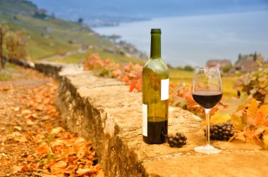 şarap ve üzüm karşı Cenevre Gölü