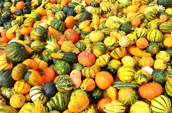 Pumpkins — Stock Photo, Image