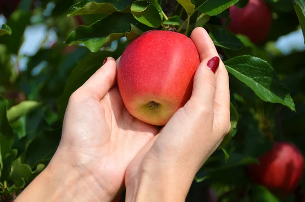 Rode appel in de handen — Stockfoto