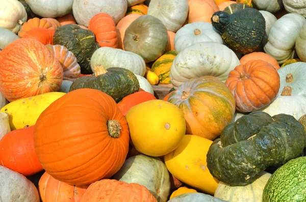 Calabazas — Foto de Stock