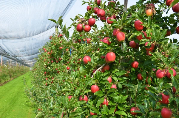 Jardín de manzana —  Fotos de Stock