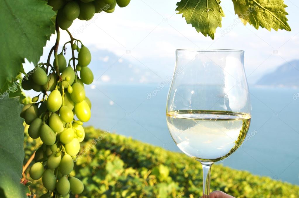 Wineglases against vineyards in Lavaux region, Switzerland