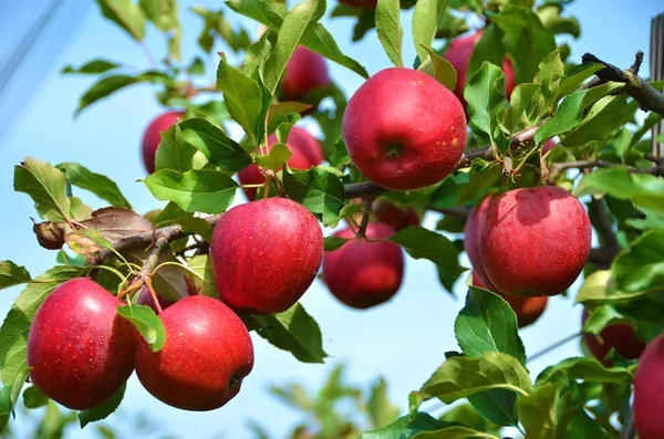 Manzanas maduras en el árbol —  Fotos de Stock