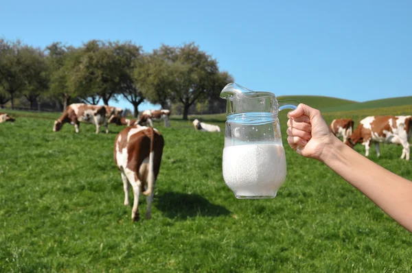 Bir bidon süt inek sürüsü karşı. emmental bölge, İsviçre — Stok fotoğraf