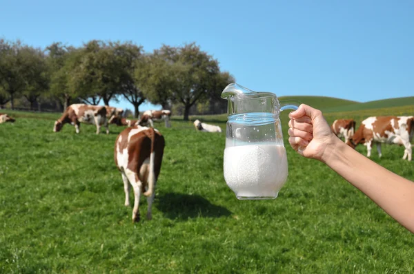 Milchkrug gegen Kuhherde. emmental region, schweiz — Stockfoto