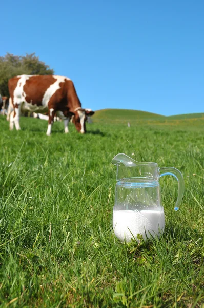 Jarro de leite contra rebanho de vacas. Região Emmental, Suíça — Fotografia de Stock