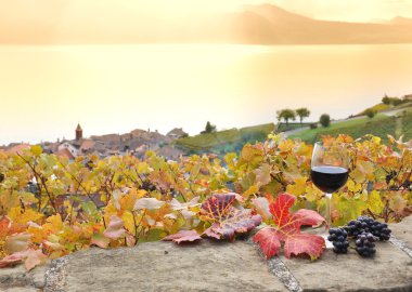kırmızı şarap ve üzüm. Teras üzüm bağları lavaux bölgesinde, İsviçre